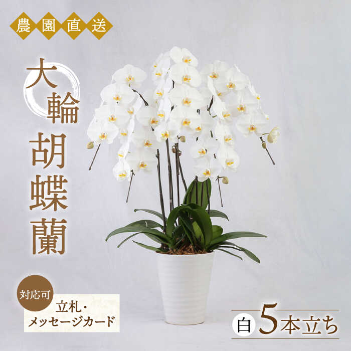 大輪 胡蝶蘭 ( 白 / 5本立ち ) 糸島市 / 平野園芸[AMI001] 花 生花6万4千円64000円
