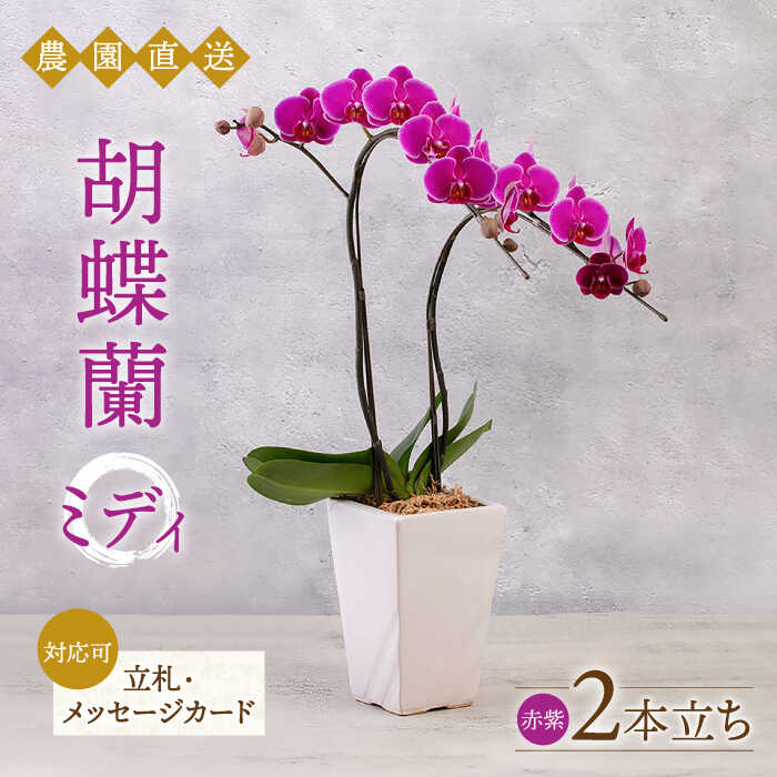 胡蝶蘭 ミディ 2本立ち 糸島市 / 平野園芸[AMI002] 花 生花2万1千円21000円