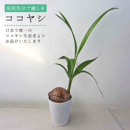 観葉植物『ココヤシ』糸島【はざま園芸】インテリア/緑のある暮らし/飾り/グリーン [AND004] 22000円