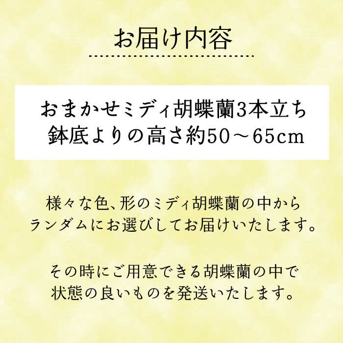 【ふるさと納税】おまかせ胡蝶蘭（ミディ胡蝶蘭3本立） 糸島市 / はざま園芸 [AND005] 31000円