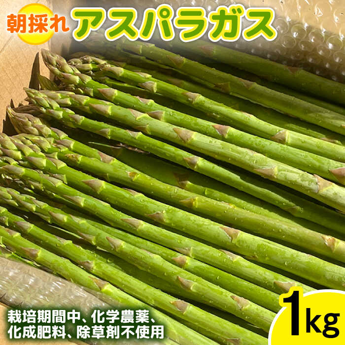 [先行予約]栽培期間中農薬不使用! 朝採れのアスパラガス 1kg [2025年6月上旬以降順次発送]糸島市 / 高橋農園 [ANM001] 16000円 1万6千円 アスパラ 野菜