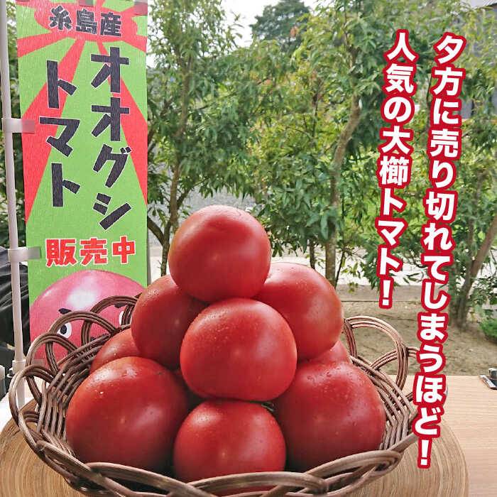 【ふるさと納税】甘くて濃厚！糸島産 大玉 トマト 2kg【大櫛トマトファーム】とまと 糸島野菜 やさい [AQH001] 9000円 9千円 常温