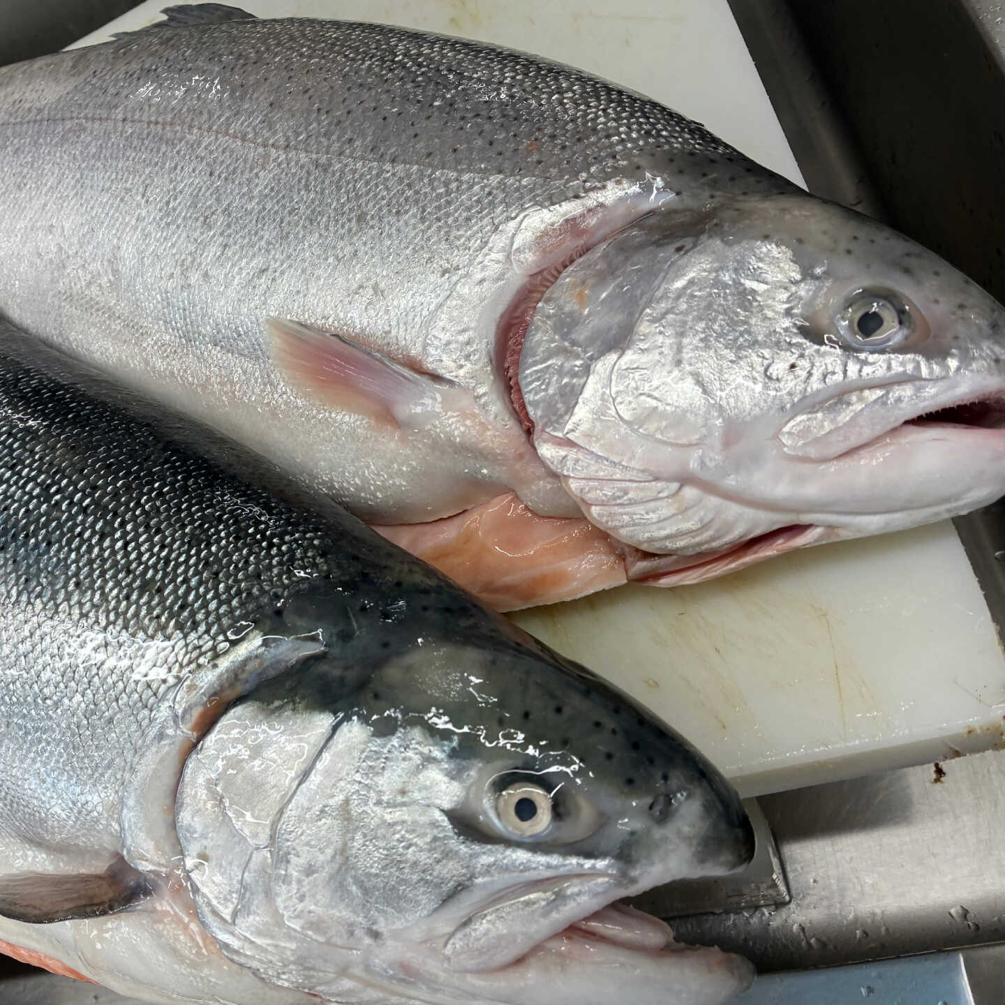 【ふるさと納税】トラウトサーモン お刺身用 切身 200g×2パック / 刺身 海鮮 鮭 サーモン サケ さけ / 糸島市 / 塚本鮮魚店[ARO013] 15000 1万5千円 f402303-itoshima-10006359 福岡県糸島市 サンプル画像3