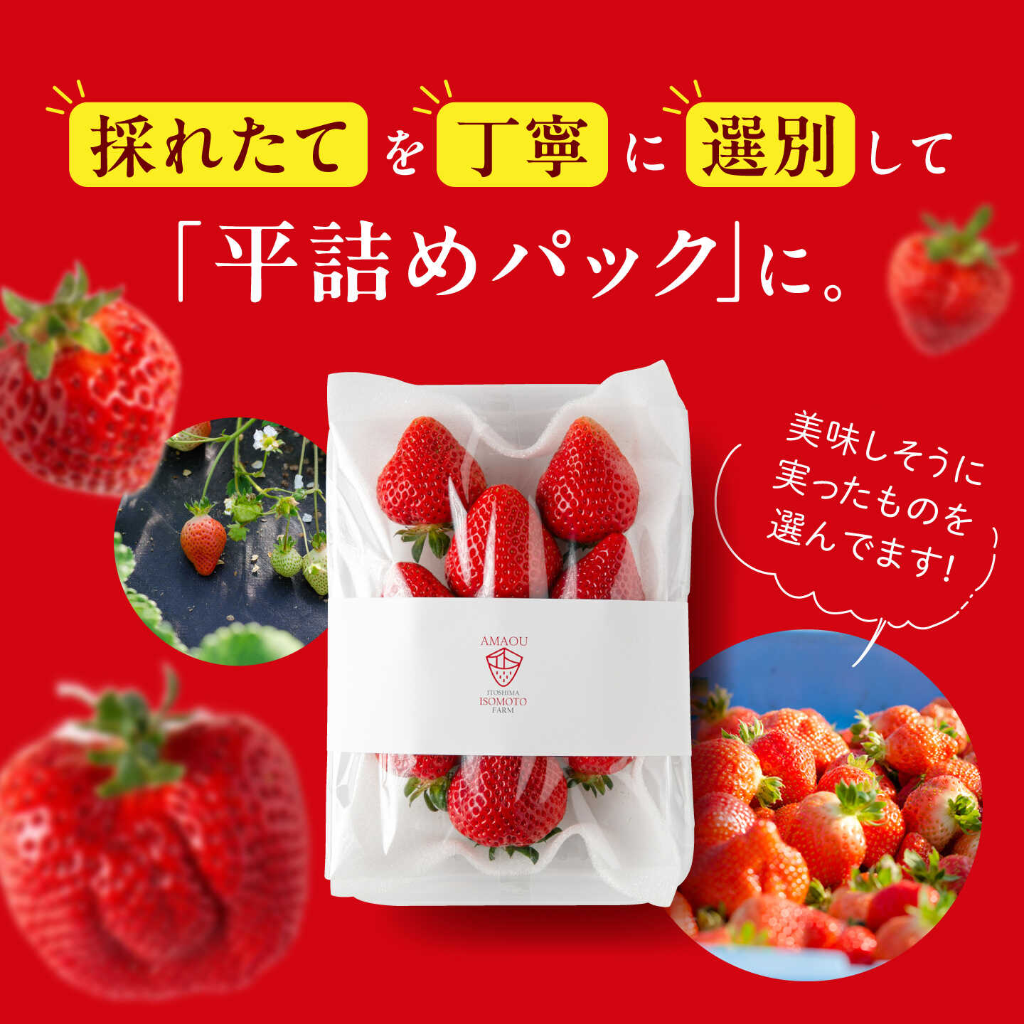 【ふるさと納税】【先行予約】【農園直送】糸島のあまおう 2パック/4パック (サイズおまかせL〜5L) 【2027年1月以降発送】/ 果物 フルーツ いちご / 糸島市 / 磯本農園 / TANNAL[ATB003] f402303-itoshima-10002752 福岡県糸島市 サンプル画像3