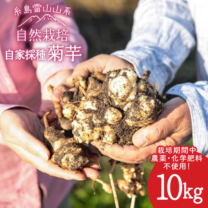 糸島産 菊芋 10kg 自然栽培 糸島市 / 大石ファーム [ATE009] 30000円 3万円 常温