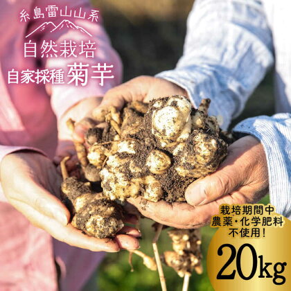 糸島産 菊芋 20kg 自然栽培 糸島市 / 大石ファーム [ATE010] 54000円 常温