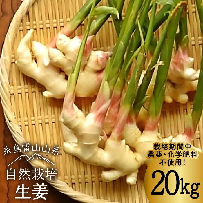 糸島産 生姜 20kg 自然栽培 ≪糸島≫【大石ファーム】 [ATE013] 常温 100000円 10万円