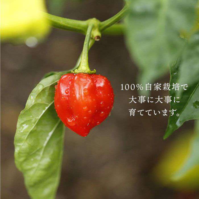 �ڤդ뤵��Ǽ�ǡۻ��� Ȱ�ڥϥХͥ� �ʾ���50g�ˡ��������� ���Ȥ��ޤ����� [AUC001] �ﲹ 7000�� 7���