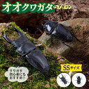 昆虫人気ランク24位　口コミ数「0件」評価「0」「【ふるさと納税】オオクワガタ ペア (SSサイズ)　糸島市 / 糸島クワガタの森 昆虫 ペット[AUN001]」