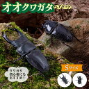 クワガタ オオクワガタ クワガタムシ 昆虫 ペット 虫 生体 国産 ペア 成虫ワクワクッ！こどもごころ！ オオクワガタは日本最大のクワガタといわれています。 比較的飼育しやすく、初心者から上級者までとても人気があります。 オオクワガタは個体差はありますが、通常2〜3年の寿命があります。 ※画像の個体は実際にお送りする個体ではございません。 同等の個体をお送りいたしますが、生体のため形状、色味など個体差がございます。予めご了承ください。 ■ 事業者紹介 ■ 注意事項 お届け予定日検索はこちら【ヤマト運輸】 サイズ違いはこちら SSサイズ　（オス59.9mm以下　メス39.9mm以下） Mサイズ　（オス65〜69.9mm　メス40〜44.9mm） Lサイズ　（オス70〜74.9mm　メス45〜49.9mm） LLサイズ　（オス75〜79.9mm　メス50〜54.9mm） 商品説明 名称オオクワガタ ペア (Sサイズ) 内容量オス 60〜64.9mm メス 40〜44.9mm 繁殖地福岡県糸島市 配送方法常温 配送期日【お申し込み・お届けに関するお願い】 ・出荷日をご指定ください（平日のみ指定可）。 申込の際の備考欄へ希望日の第3候補までご記入をお願いいたします。 ※福岡県糸島市より発送いたします。 お届け予定日検索はこちら【ヤマト運輸】 ※発地　郵便番号：8191100 ・出荷日はご入金日より1週間～1ヶ月以内の日程でご記入ください。 ※GWやお盆、年末年始等、配送停止期間中はご指定いただけません。 ・出荷前にお電話にて発送のご連絡いたします。日中ご連絡のつきやすいお電話番号をご記入ください。 【到着後に関するお願い】 ・到着後すぐにクワガタが生きているかご確認をお願いいたします。 ・死着の場合は、メールにて到着日中にお写真を添えてご連絡をお願いいたします。 ※寄附者様都合での到着の遅延、到着予定日を過ぎての受取、到着日翌日以降のご連絡につきましては再配達の対象外となりますのでご注意ください。 （配送業者による遅延等の場合は除く） 糸島市ふるさと納税お問い合わせ窓口 itoshima@steamship.co.jp ※死着の場合は、必ず写真を添付の上ご連絡ください。 提供事業者糸島クワガタの森 クワガタ オオクワガタ クワガタムシ 昆虫 ペット 虫 生体 国産 ペア 成虫 国産 プレゼント 贈答 ギフト こども