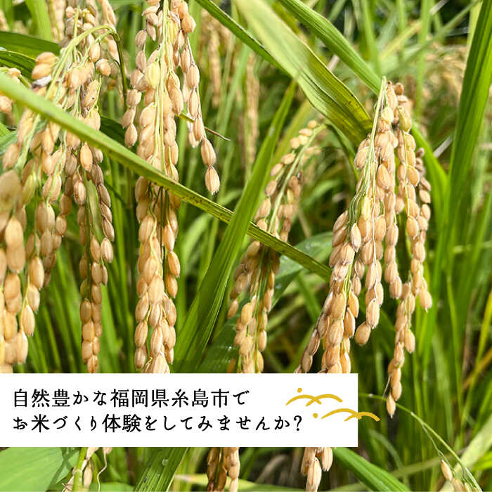 【ふるさと納税】お米づくり 体験チケット 糸島市 / 天然パン工房楽楽【いとしまごころ】 [AVC065] 米 体験 18000円