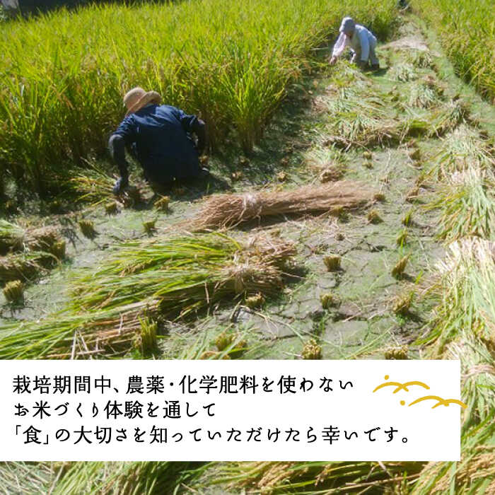 【ふるさと納税】お米づくり 体験チケット 糸島市 / 天然パン工房楽楽【いとしまごころ】 [AVC065] 米 体験 18000円