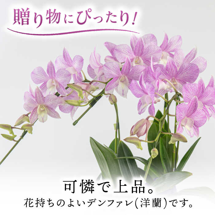 【ふるさと納税】【30セット限定】デンファレ（洋蘭）3本立ち【2024年4月以降順次発送】 ≪糸島市≫【和饗エコファーム株式会社】花 お祝い [AVI004] 19000円