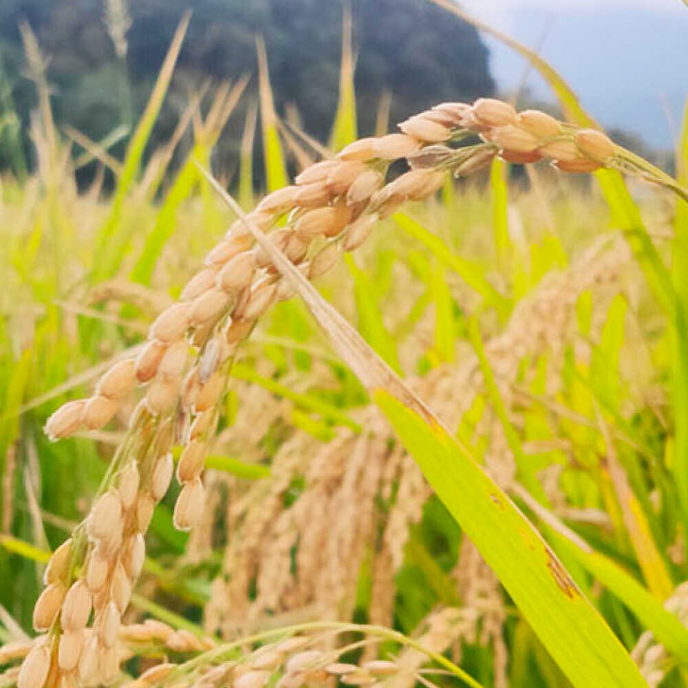 【ふるさと納税】＼R7年産新米／福岡県 糸島市産 白米　ヒノヒカリ　5kg 糸島市 / 谷川農園 コメ 米 ひのひかり[AVQ006] 14000円 1万4千円