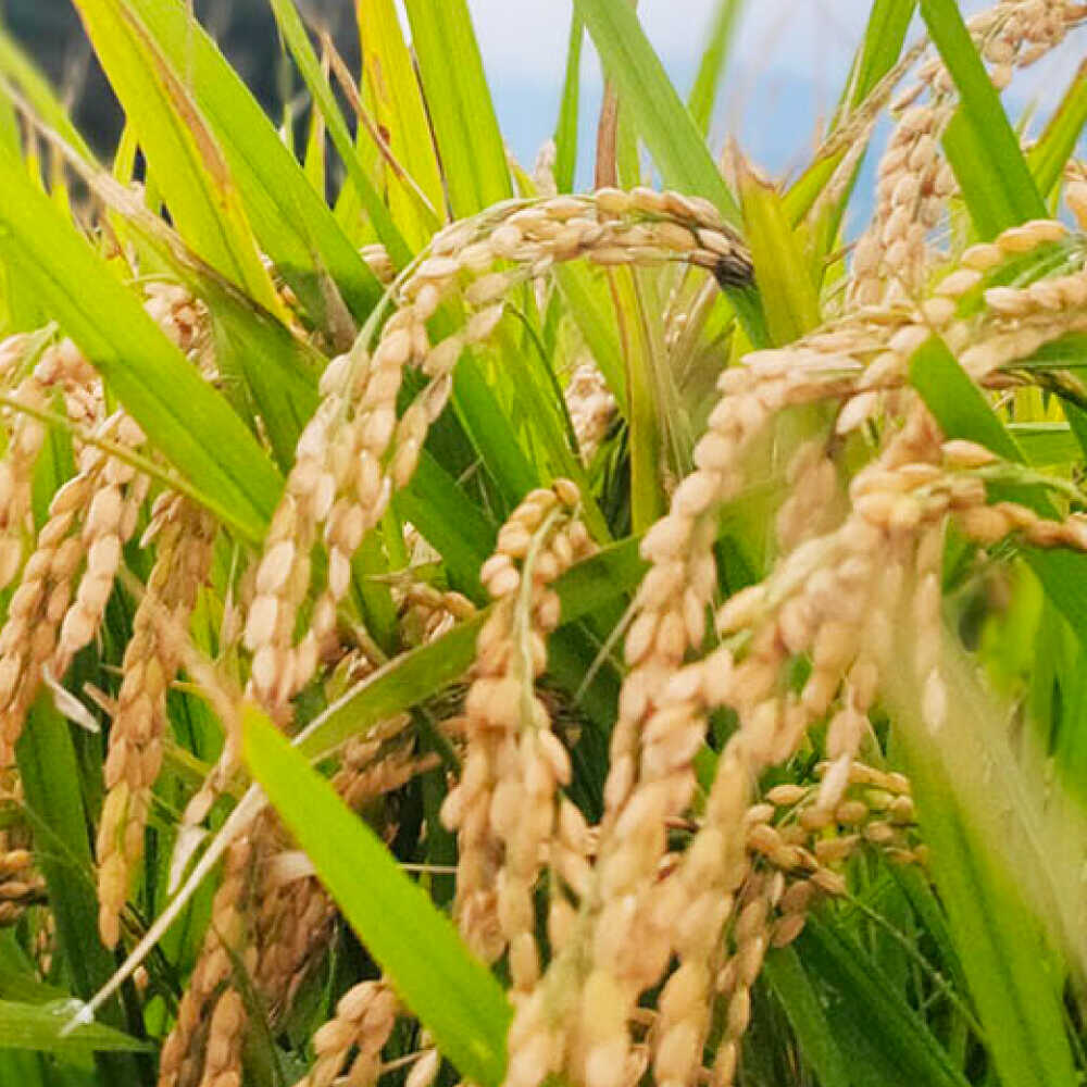 【ふるさと納税】＼R7年産新米／福岡県 糸島市産 白米　ヒノヒカリ　5kg 糸島市 / 谷川農園 コメ 米 ひのひかり[AVQ006] 14000円 1万4千円