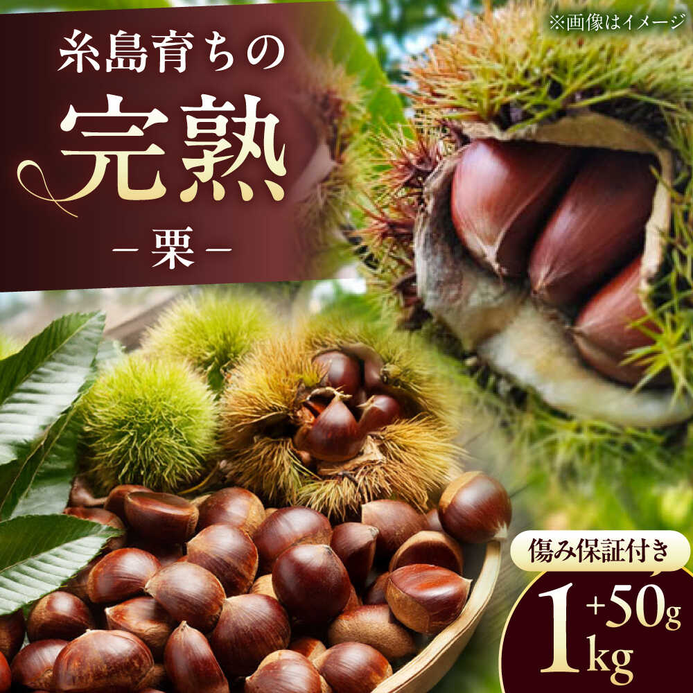 【先行予約】福岡県 糸島市産 栗 1kg 【2026年9月上旬以降発送】 糸島市 / 谷川農園 クリ くり 甘栗[AVQ007] 生栗 和栗 12000円 1万2千円
