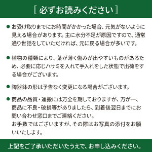 【ふるさと納税】【母の日ギフト対象】吊るしてオシャレ『コウモリランの苔玉』 糸島 / cocoha [AWB004] 14000円