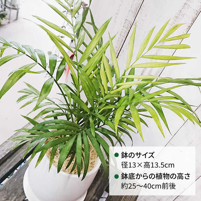 【ふるさと納税】テーブルサイズの可愛いヤシの木『テーブルヤシ』≪糸島≫【cocoha】観葉植物/緑/ガーデニング/暮らし [AWB009] 12000円