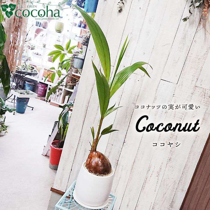 【ふるさと納税】ココナッツの実が可愛いヤシの木『ココヤシ』 糸島 / cocoha [AWB012] 29000円