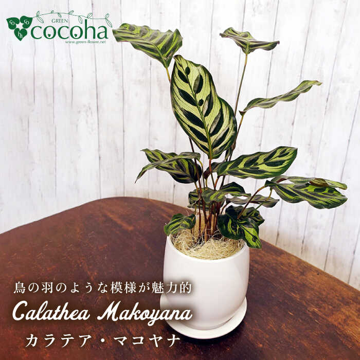 葉模様が独特で美しい『カラテア・マコヤナ』 糸島市 / cocoha  観葉植物 グリーン 17000円