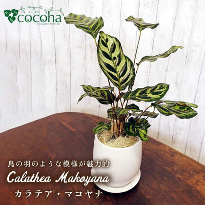 葉模様が独特で美しい『カラテア・マコヤナ』 糸島市 / cocoha [AWB023] 観葉植物 グリーン 17000円