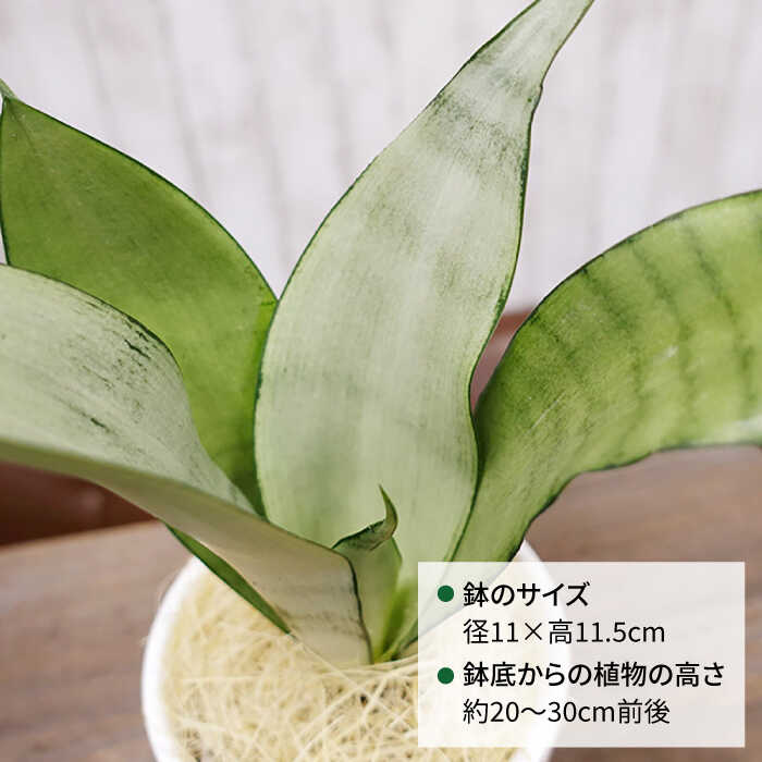 【ふるさと納税】マイナスイオン発生植物『サンスベリア・ムーンシャイン』 糸島市 / cocoha [AWB024] 母の日 父の日 ギフト 観葉植物 17000円 1万7千円