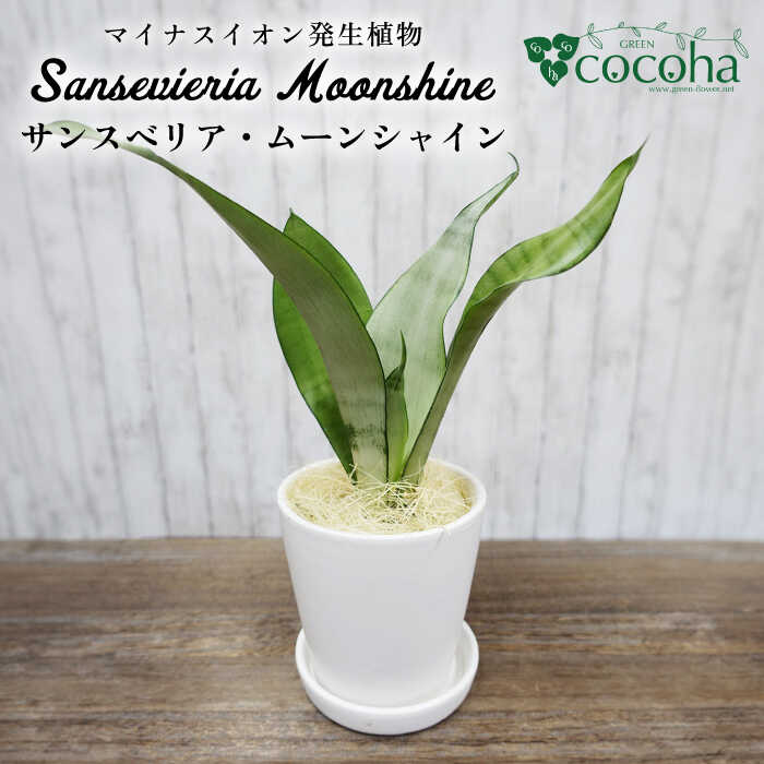 マイナスイオン発生植物『サンスベリア・ムーンシャイン』 糸島市 / cocoha  観葉植物 17000円