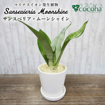 マイナスイオン発生植物『サンスベリア・ムーンシャイン』 糸島市 / cocoha [AWB024] 観葉植物 17000円