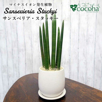 マイナスイオン発生植物『サンスベリア・スタッキー』 糸島市 / cocoha [AWB025] 観葉植物 18000円