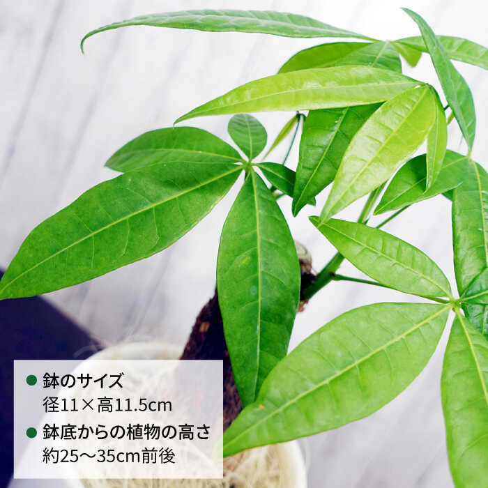 【ふるさと納税】発財樹『パキラ』money tree 糸島市 / cocoha 観葉植物 グリーン インテリア [AWB026] 15000円 1万5千円 常温 植物