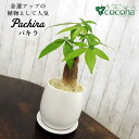 28位! 口コミ数「1件」評価「5」発財樹『パキラ』money tree 糸島市 / cocoha 観葉植物 グリーン インテリア [AWB026] 15000円 1万5千円 ･･･ 