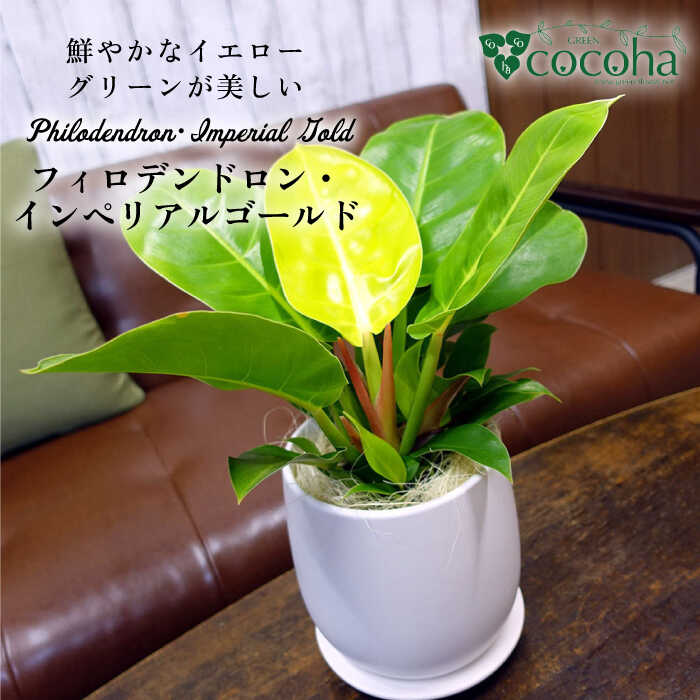 鮮やかなイエローグリーンが美しい『フィロデンドロン・インペリアルゴールド』 糸島市 / cocoha 観葉植物[AWB031] 23000円