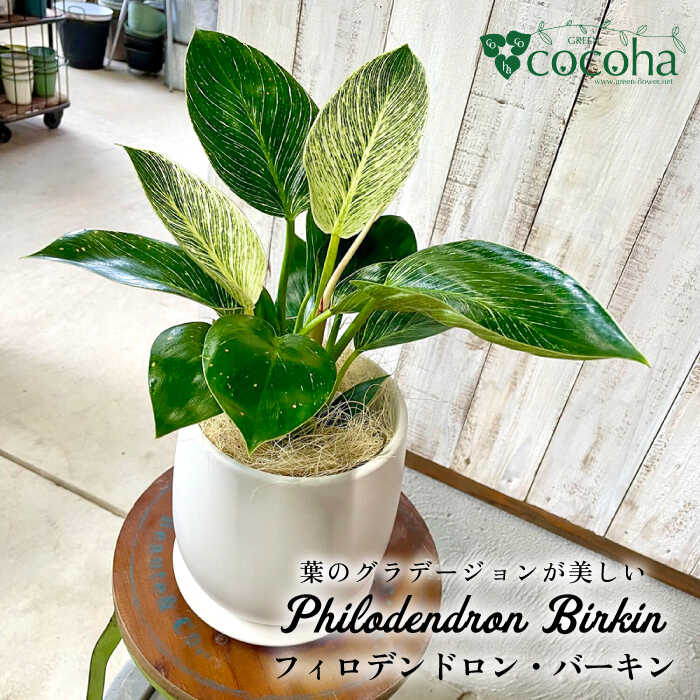 グリーンとホワイトのコントラストが美しい『フィロデンドロン・バーキン』糸島市 / cocoha [AWB032] 20000円 2万円
