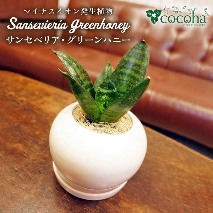 マイナスイオン発生植物『サンセベリア・グリーンハニー』 糸島市 / cocoha [AWB033] 14000円
