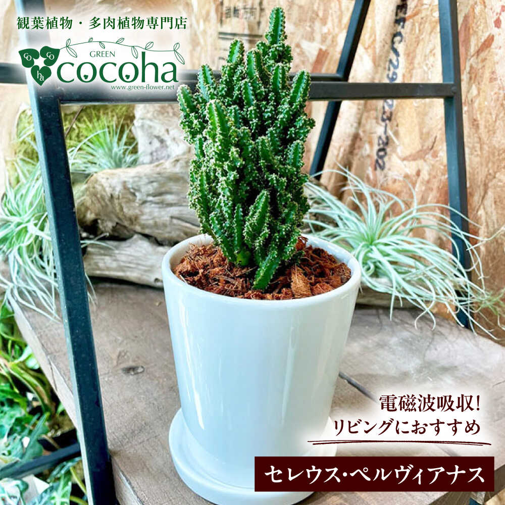 電磁波吸収サボテン 『セレウス・ペルヴィアナス(セレウスサボテン) 』 糸島市 / cocoha 観葉植物 グリーン 緑 インテリア[AWB042] 14000円 1万4千円