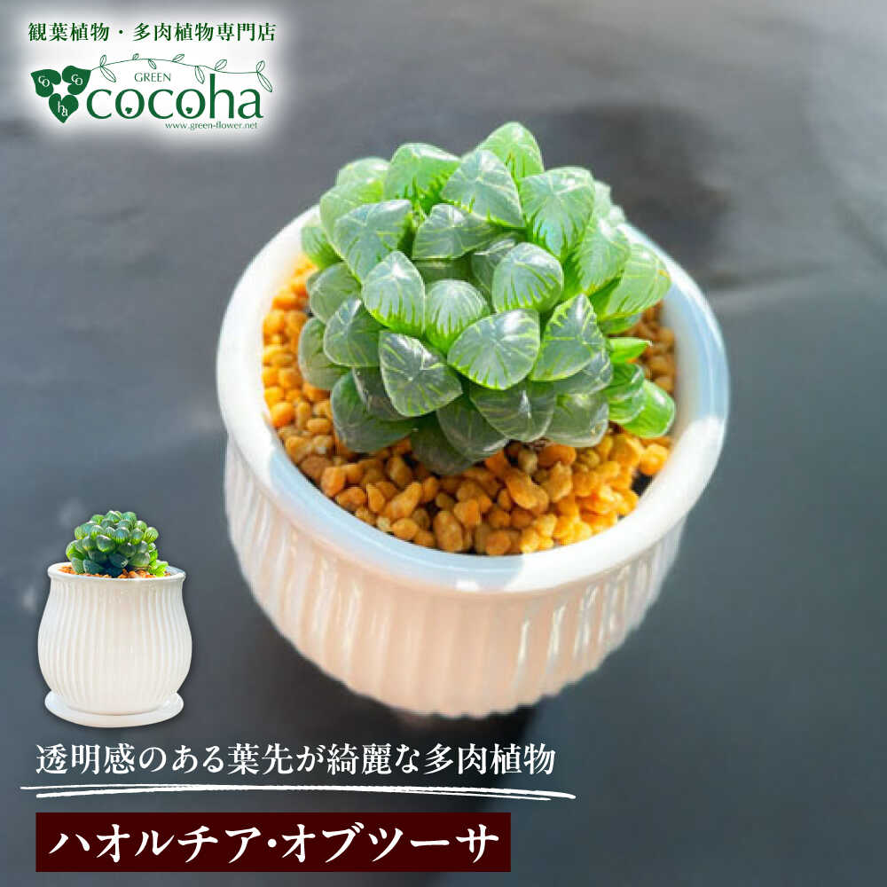 キラキラ輝く砂漠の宝石 『ハオルチア・オブツーサ』 糸島市 / cocoha 観葉植物 グリーン 緑 インテリア[AWB043] 14000円 1万4千円