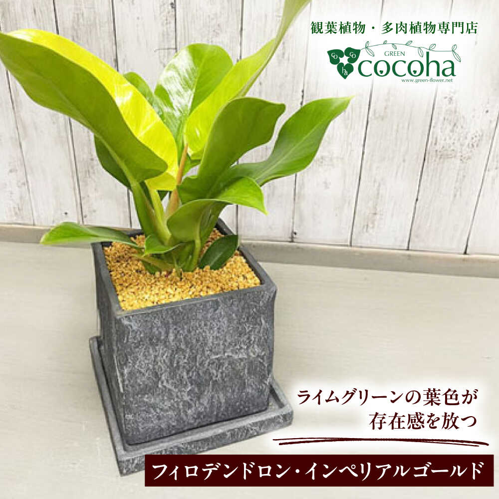鮮やかなイエローグリーンが美しい 『フィロデンドロン・インペリアルゴールド』 グレースクエアポット付 糸島市 / cocoha 観葉植物 グリーン 緑 インテリア[AWB044] 21000円 2万1千円