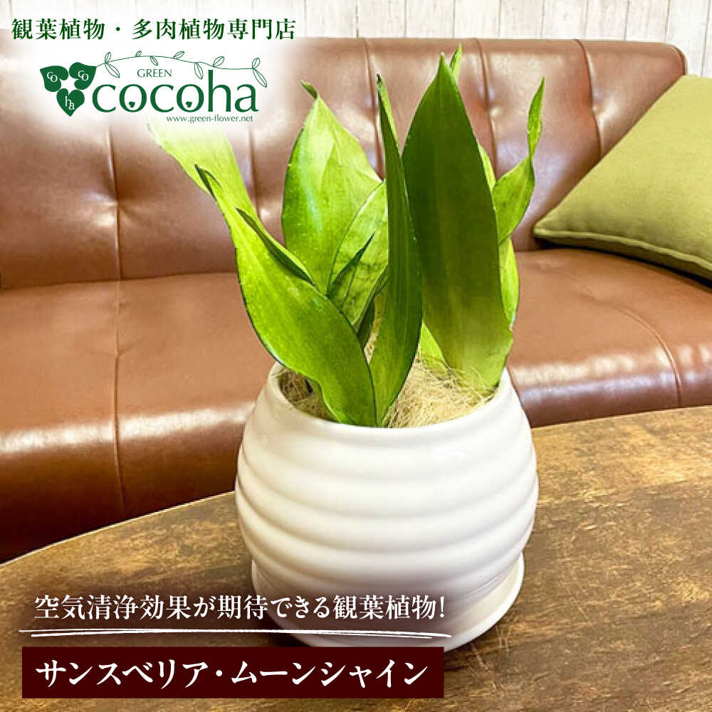 マイナスイオン発生植物!シルバーリーフ 『サンスベリア・ムーンシャイン』 ボーダーボールポット付 糸島市 / cocoha 観葉植物 グリーン 緑 インテリア[AWB045] 24000円 2万4千円
