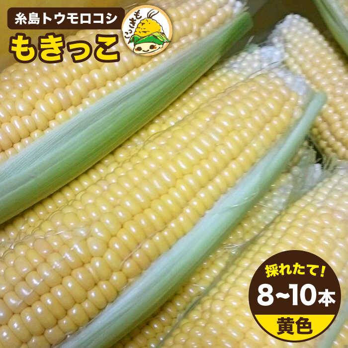 とうもろこし トウモロコシ 野菜 コーン スイートコーン BBQ バーベキュー キャンプ アウトドア【2024年7月以降順次発送】幸せなあまさ。 旬の味をとれたてでお届け。 あまいだけじゃない、うまいトウモロコシを！ ごはんのおかずにも。 お子さまのおやつにもどうぞ。 元料理人が畑でつくった、生で食べられるトウモロコシ「もきっこ」。 とびきりのあまさで、幸せな気持ちになれます。 とれたて品質で、お届けします！ ミシュランシェフのお墨付き！ ミシュランガイド一つ星レストラン2店舗に認められ、シェフからご好評いただいております。 過去最高糖度はなんと24.9度 ！！（平均糖度は16〜18度） 普段から糖度18〜22度を保っています。 県外から買いに来てくださるお客様もいらっしゃいます！甘さが人気のヒミツです。 もきっこが選ばれる理由 もきっこには、3つのこだわりがあります。 1.収穫の時間帯 糖度が一番高いAM1時〜4時までの夜明け前に収穫します。 日中は光合成で糖がデンプンに変わるため、糖度が落ちてしまうためです。 2.温度の管理 収穫後は徹底した温度管理により鮮度を保持し、当日中 に発送しています。 鮮度保持のための特殊な発送資材を使用し、収穫したての美味しさをお届けします。 3.水分管理や施肥設計 糖度の向上や光合成の促進のために、施肥設計や水分管理を徹底しています。 お届けイメージ 高糖度かつ粒皮が薄くてとてもジューシーさは、「もきっこ」ならでは。 「生で召し上がることができる」ではなく「生で食べて美味しいトウモロコシ」です。 とれたての美味しさをお楽しみください。 もきっこ誕生秘話 「パパの作ったとうもろこしが食べたい」 子どものひとことからはじまった、とうもろこし栽培。 "つくるなら、とびきり美味いものを！" 試行錯誤の末、自信を持ってお届けできる「もきっこ」ができました。 『甘い』だけではなく、『美味い』トウモロコシをお届けするために日々精進しております。ぜひお楽しみください。 代表 内田 辰郎 配送に関して ●2024年7月以降順次発送出荷いたします。 ●日付指定は行っておりません。 ●長期保管が難しい返礼品ですので、2日以上の長期不在のご予定がある場合は、必ず備考欄にて事前にお知らせください。 長期のご不在等でお届けできなかった場合の再送はお断りしております。また発送の事前連絡はしておりません。 ●農作物のため、収穫状況によりお届け時期が変更になる場合がございます。その場合は、ご連絡をさせて頂きますので、ご理解のほど宜しくお願い申し上げます。 ■その他商品はこちら 糸島トウモロコシ『もきっこ』 白（8〜10本） 糸島トウモロコシ『もきっこ』 白黄ミックス （8〜10本） 商品説明 名称糸島トウモロコシ もきっこ 黄（8〜10本） 内容量黄色（8〜10本） 賞味期限 冷蔵庫で7日間 ※必ず冷蔵保存 配送方法冷蔵 配送期日【先行予約受付中】2024年7月以降順次発送 提供事業者内田農業とうもろこし トウモロコシ 野菜 コーン スイートコーン BBQ バーベキュー キャンプ アウトドア