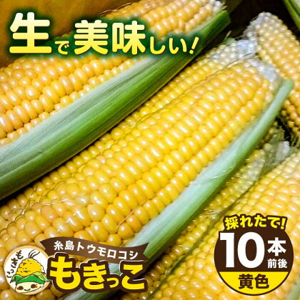 【先行予約：2024年7月以降順次発送】 糸島トウモロコシ 『もきっこ』 黄（8～10本）《糸島市》【内田農業】 [AZH001] 12000円