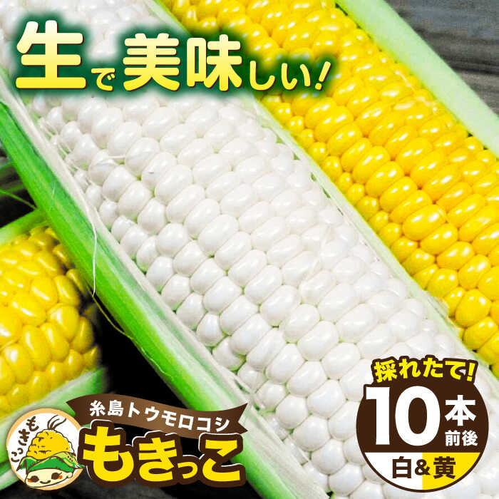 1位! 口コミ数「7件」評価「4.86」【先行予約：2024年7月以降順次発送】糸島トウモロコシ『もきっこ』 白黄ミックス （8～10本）《糸島市》【内田農業】とうもろこし/野菜/･･･ 