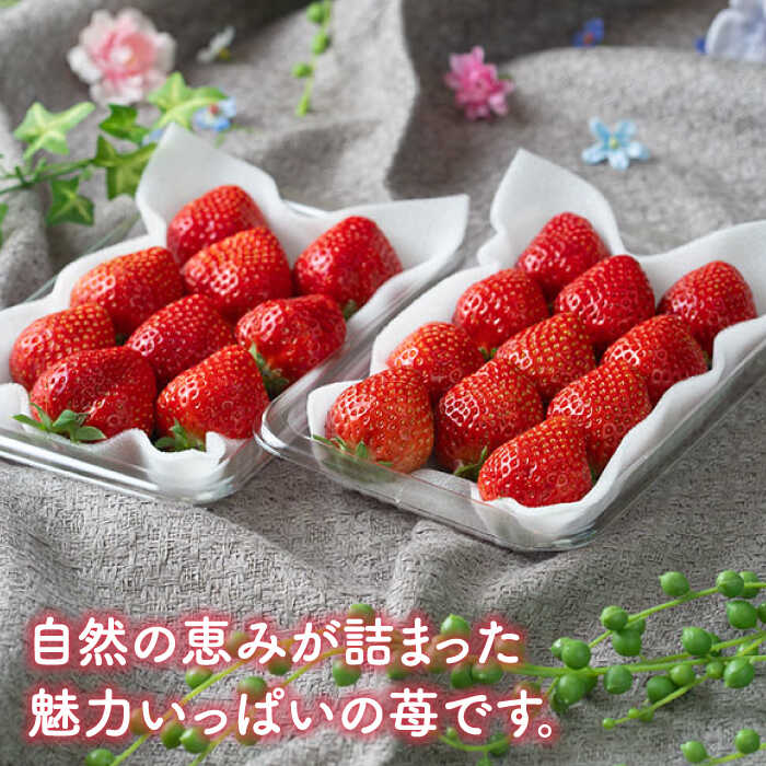 【ふるさと納税】【全3回定期便】福岡産 いちご【冬】あまおう 4パック＜南国フルーツ株式会社＞ 那珂川市 | 父の日 定期便 いちご フルーツ くだもの 果物 あまおう 九州産 苺 国産 [GCD045] 70000 70000円 7万円 以下