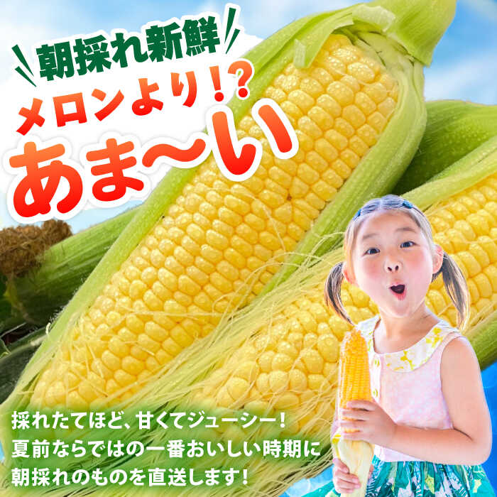 【ふるさと納税】【先行予約 2026年5月末より発送】朝採れ スイートコーン 約5kg（10~12本入り）生産者よりお届け 数量限定 とうもろこし ＜ちくし農園＞那珂川市 | トウモロコシ 野菜 産地直送 採れたて もろこし 野菜 BBQ 甘い 期間限定 [GDU001] 10000 10000円 1万円 以上