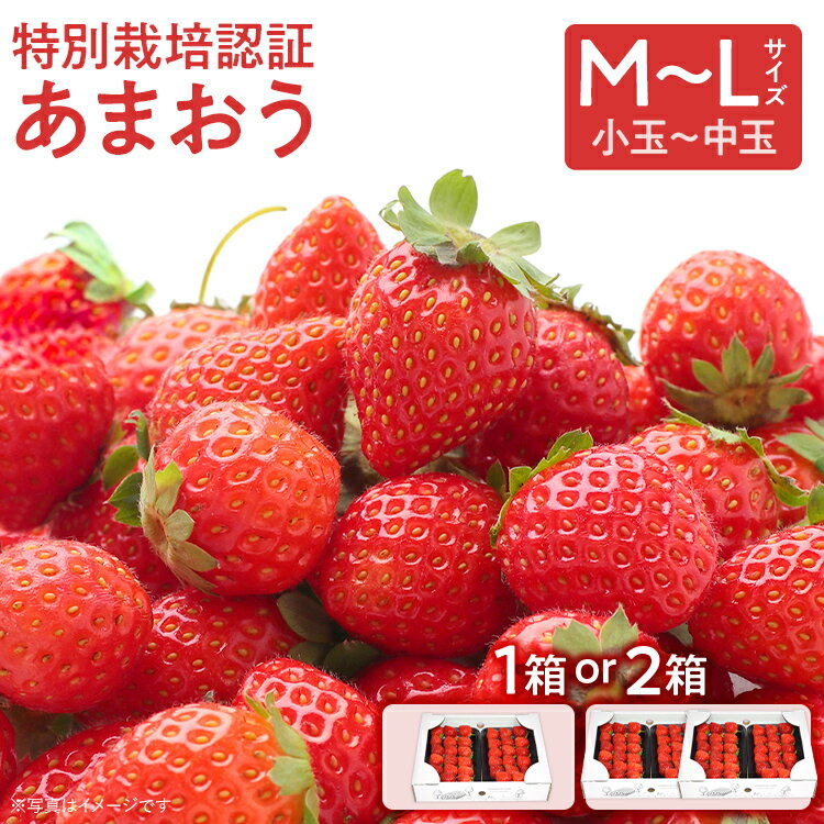 47位! 口コミ数「0件」評価「0」特別栽培認証あまおう M～Lサイズ【選べる】 あまおう イチゴ 苺 いちご フルーツ 果物 くだもの 福岡県産 お取り寄せグルメ お取り寄せ･･･ 