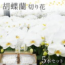 蘭（ラン） 【ふるさと納税】 母の日 ははの日 ギフト プレゼント 胡蝶蘭 切り花 5本 南里園芸 こちょうらん お祝い プレゼント 母の日 内祝い ギフト 花ギフト 送料 生花 花束 贈り物 送料無料