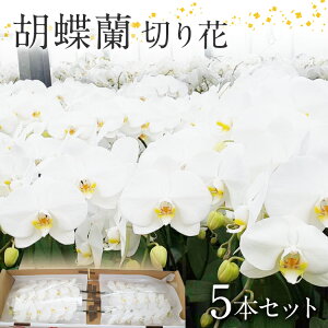 【ふるさと納税】 胡蝶蘭 ギフト プレゼント 胡蝶蘭 切り花 5本 南里園芸 こちょうらん お祝い プレゼント 内祝い 花ギフト 送料 生花 花束 贈り物 送料無料