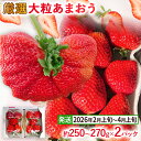 【ふるさと納税】【2026年発送先行予約】厳選大粒あまおう(約250〜270g×2パック) いちご フルーツ 果物 あまおう 苺 イチゴ ギフト 大粒 福岡【発...