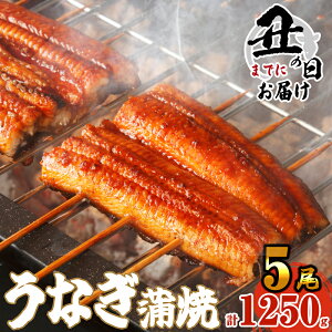 【ふるさと納税】【土用丑の日までのお届け可】 5尾 1250g前後 うなぎ 肉厚ふっくら 有頭うなぎ蒲焼 SF011-2 ~ 真空 鰻 1尾ずつ 小分け 人気 タレ付き ~ 【 福岡県 須恵町 】