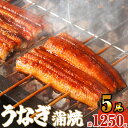 【ふるさと納税】 5尾 1250g前後 うなぎ 肉厚ふっくら 有頭うなぎ蒲焼 SF011-2 ~ 真空 鰻 1尾ずつ 小分け 人気 タレ付き ~ 【 福岡県 須恵町 】