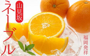 【ネーブルオレンジ】ふるさと納税の返礼品で手に入る美味しいネーブルは？